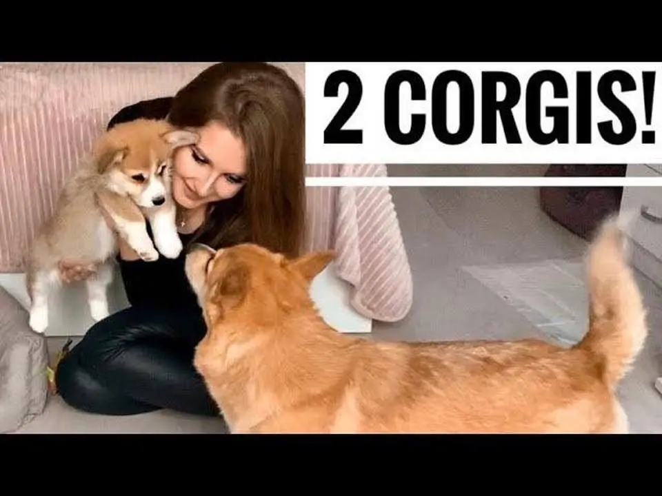 🐶WE GOTA A PUPPY! Dog reaction😃 TWO CORGI at home🙌 8 week old puppy