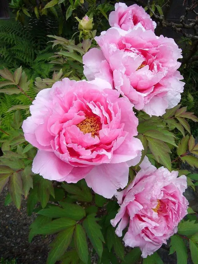 peony