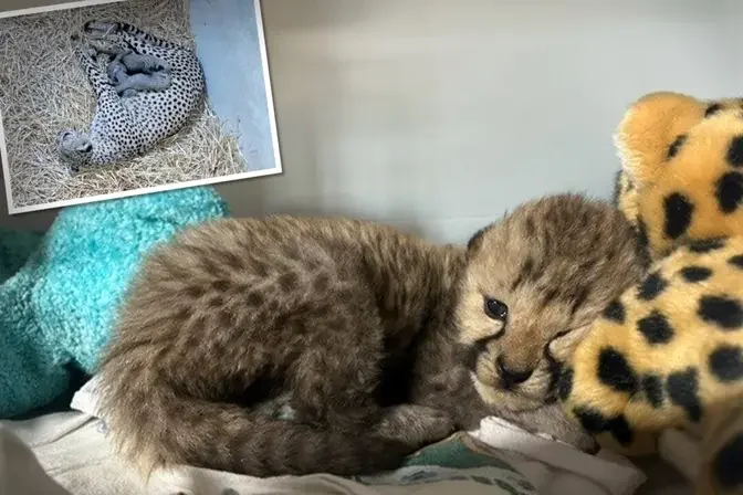 VIDEO: Cheetah Cub Separated From Mom Gets ‘Adopted’ by New Cheetah Family at Zoo—And It’s Adorable