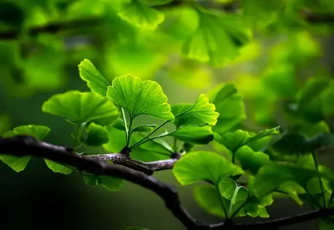 Ginkgo Biloba’s Benefits for Skin: All You Need to Know