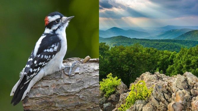 Wildlife in Shenandoah National Park - Birds (Part 1)