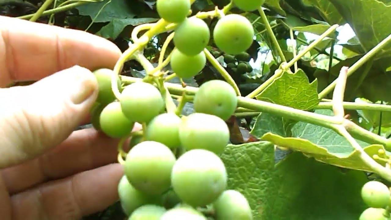 Grapes growing using the trees as arbor Food Forest Permaculture