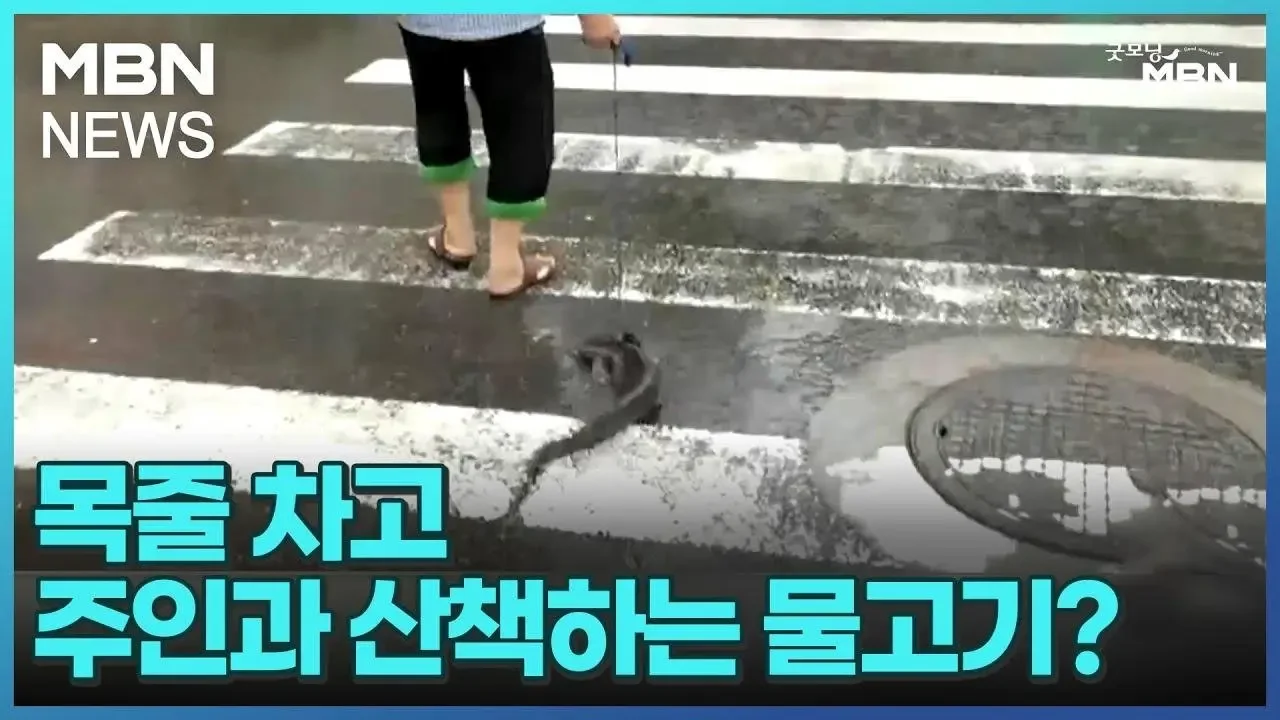 [인터넷 와글와글] 목줄 차고 주인과 산책하는 물고기? [굿모닝 MBN]