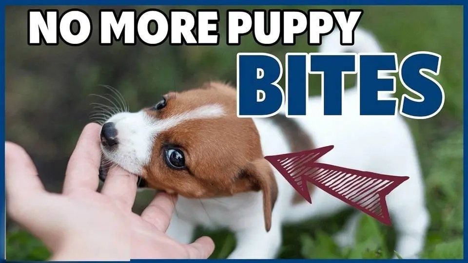 Puppy Biting Prevention Tips: Stop Nipping By Building Brain, Body, and Bond