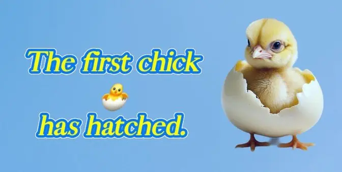 6歳の双子ジョージとウィリアム、そして10歳の兄が初めてヒヨコ🐣が孵化するのを見たときの会話