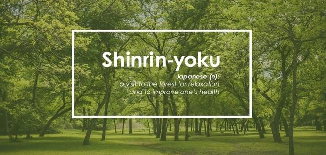 Shinrin-Yoku, (Forest Bathing) | The Secret of Creation
