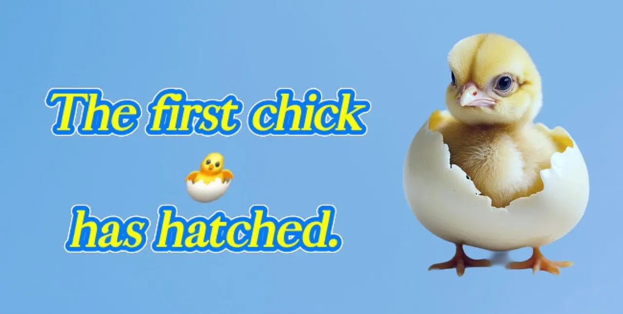 A conversation between 6-year-old twins George & William and their 10-year-old older brother as they watch their first chick 