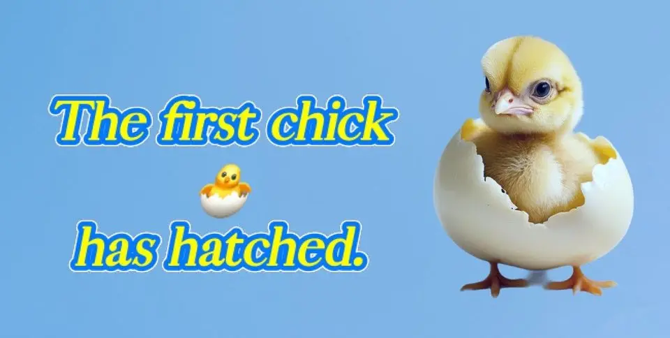A conversation between 6-year-old twins George & William and their 10-year-old older brother as they watch their first chick 