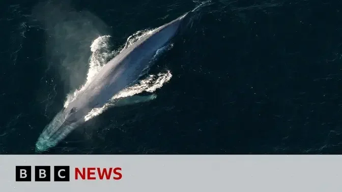 Blue whales return to tropical haven | BBC News