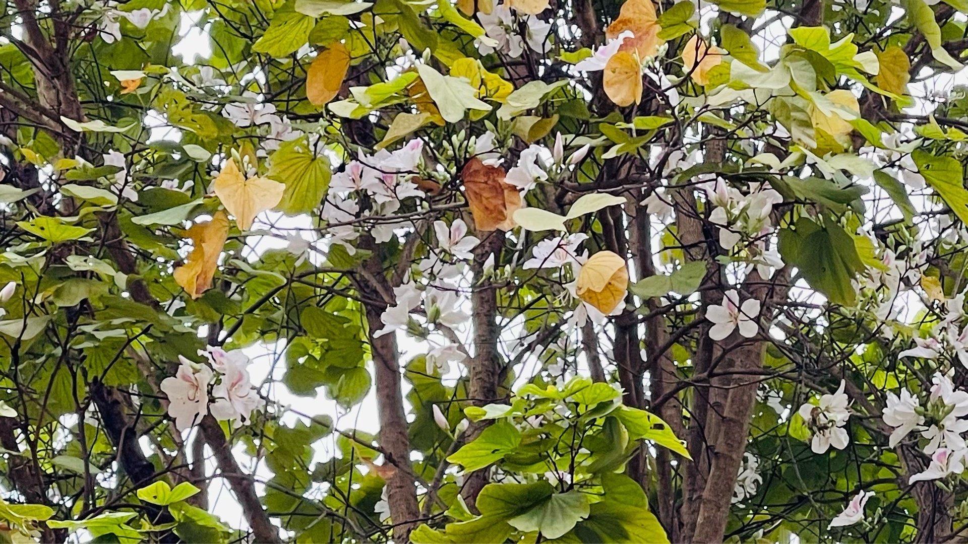 Bản Hồ ngày mưa..