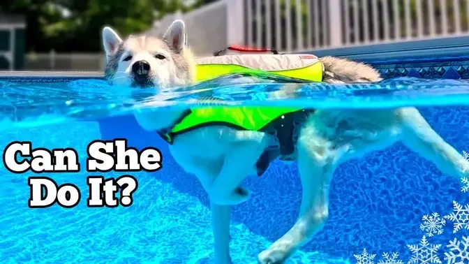 My Husky's FIRST Swim Since Her Injury 💦 Dog Pool Party #huskyvideo #dog #GJWPets