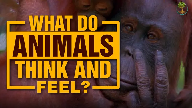 The Real Difference Between Humans and Animals