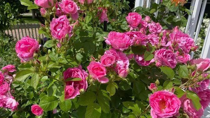 Romance of a Canadian garden 🌹💚🌹🇨🇦