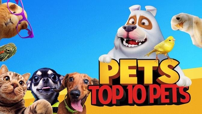 Pets: Top 10 Pets