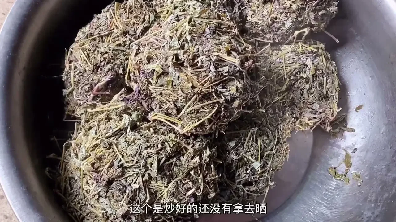 【茶農豔豔】廣西三江高山野生藤茶，被稱為百茶之王全程手工炒茶，回甘好