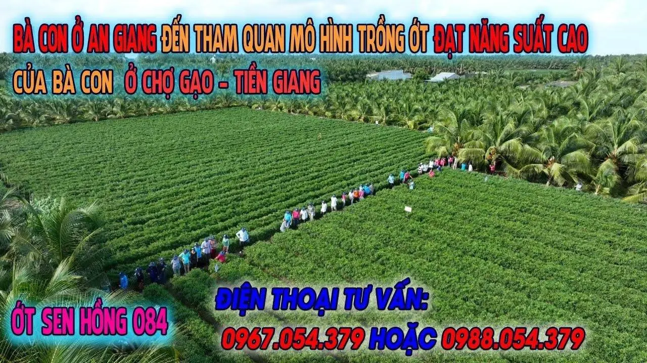 BÀ CON AN GIANG ĐẾN THAM QUAN MÔ HÌNH TRỒNG ỚT SEN HỒNG 084 ĐẠT NĂNG SUẤT CAO CỦA BÀ CON TIỀN GIANG
