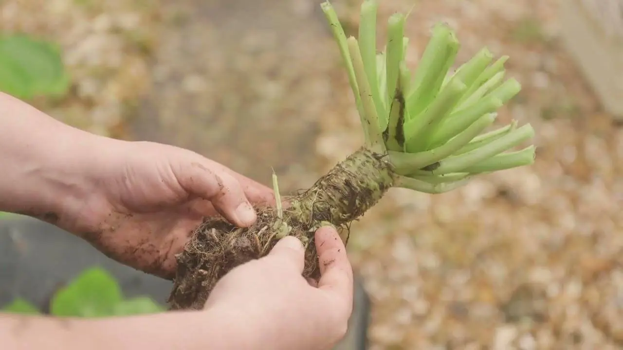 A day in the life of a wasabi farmer