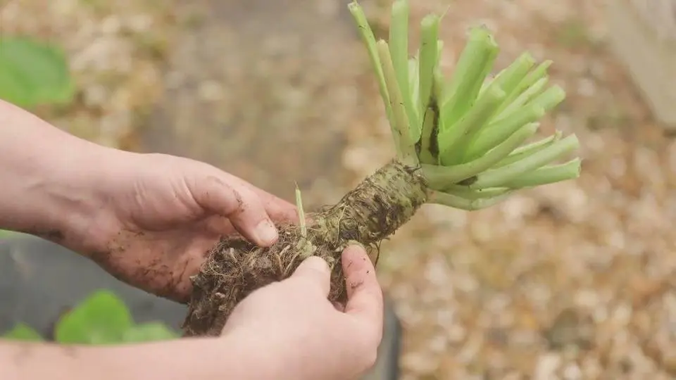A day in the life of a wasabi farmer