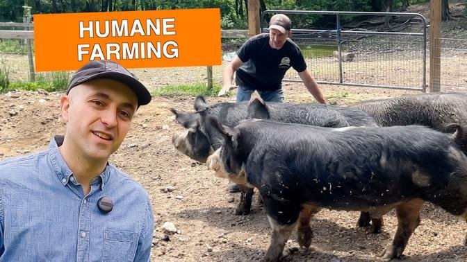 A Day in the Life of a Pig Farmer in New York #farm