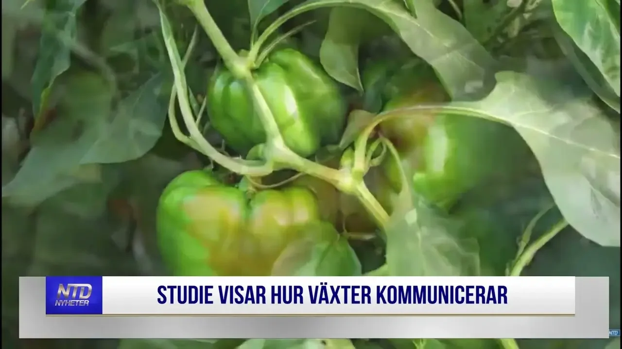 Studie visar hur växter kommunicerar