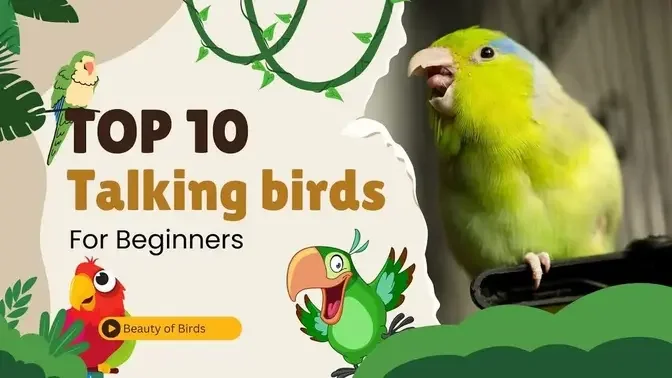 Good Beginner Birds That Talk _ Top 10 Talking Birds For Beginners