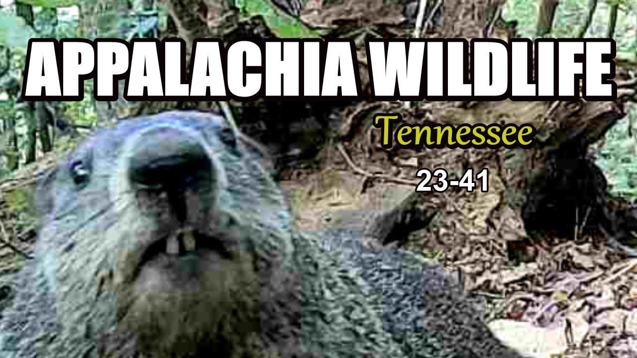 Appalachia Wildlife Video 23-41 of As The Ridge Turns in the Foothills of the Smoky Mountains