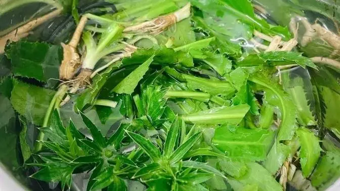 Từ RAU GIA VỊ ĐẾN THẢO DƯỢC " MÁT TAY" VỚI HO CẢM ,HO ĐỜM,SỐT, HÔI MIỆNG...