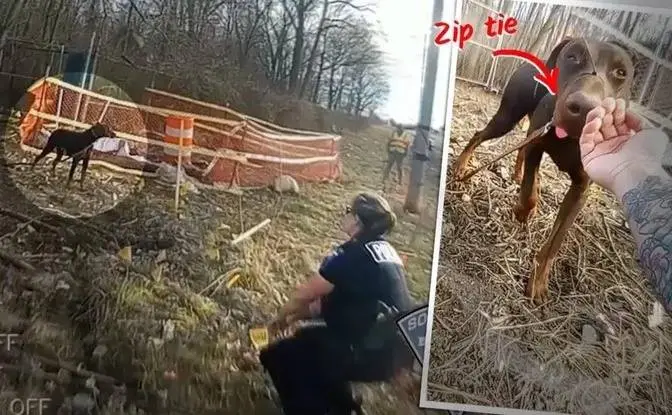 VIDEO: O poliţistă salvează un doberman fără stăpân