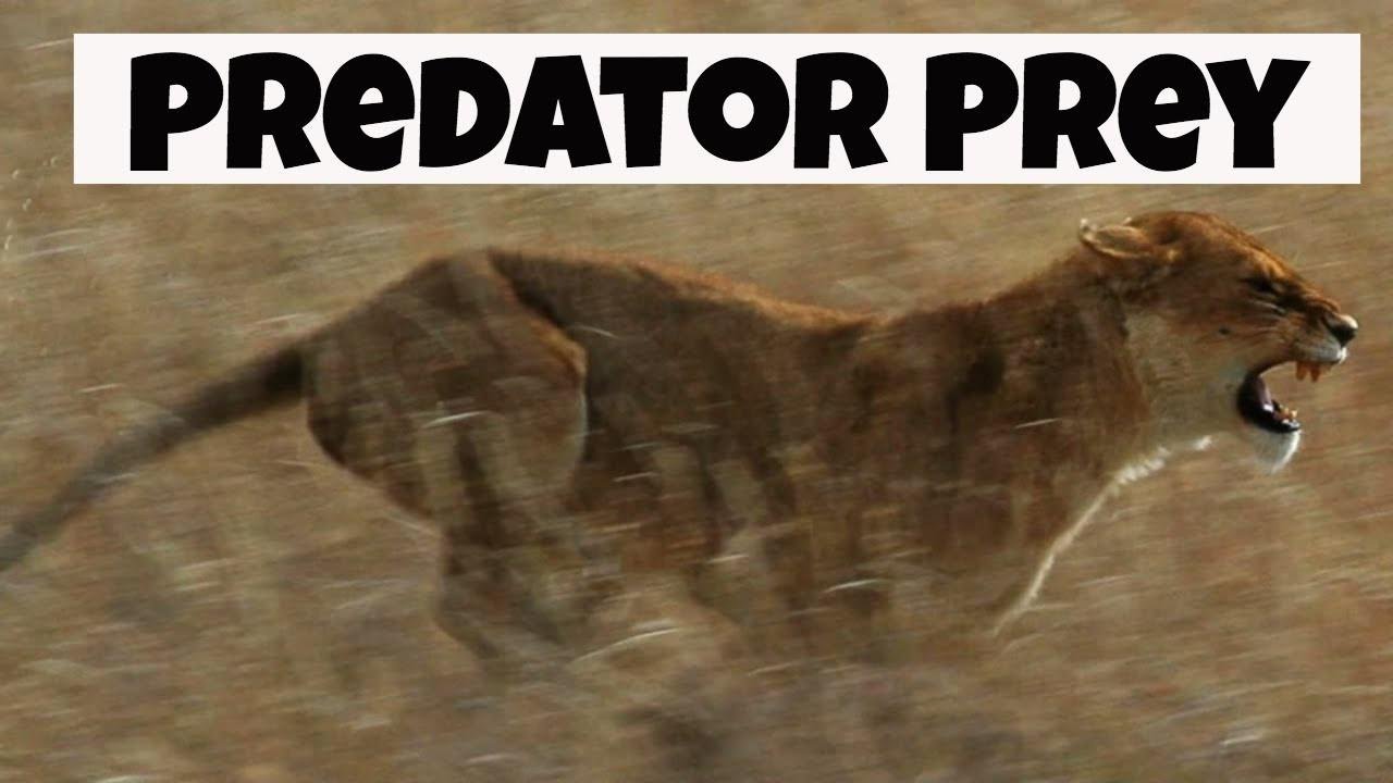 Predator Prey Interactions |  Basic Ecology |