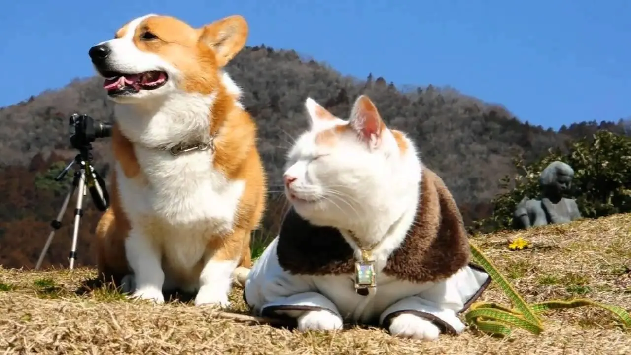 Goro & Cat / 猫とコーギー Goro@Welsh corgi dog にゃんこ 犬 わんこ