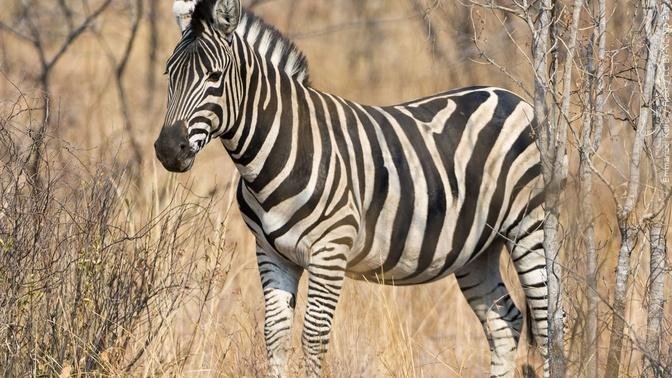 Escaped Zebra Still Loose in Washington