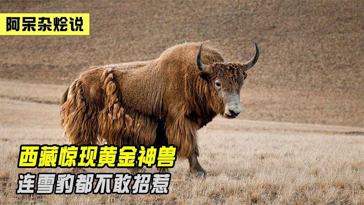 西藏惊现“黄金神兽”，体型庞大四肢粗壮，连雪豹都不敢上前招惹