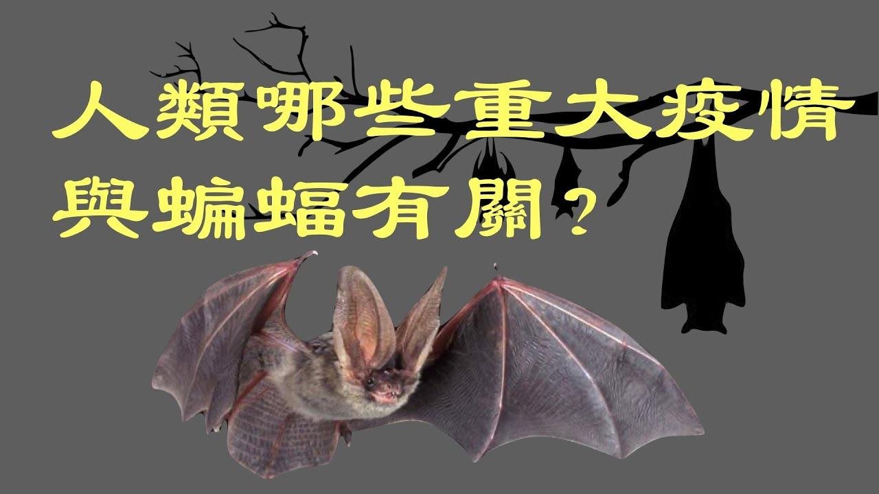 歷史上哪些重大疫情與蝙蝠有關？