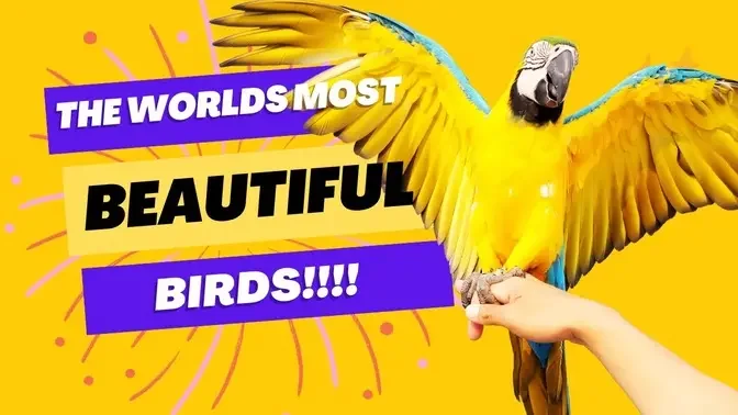 Unveiling Nature's Hidden Wonders - What Are The World's Most Beautiful Birds? #macaw #parrots #bird