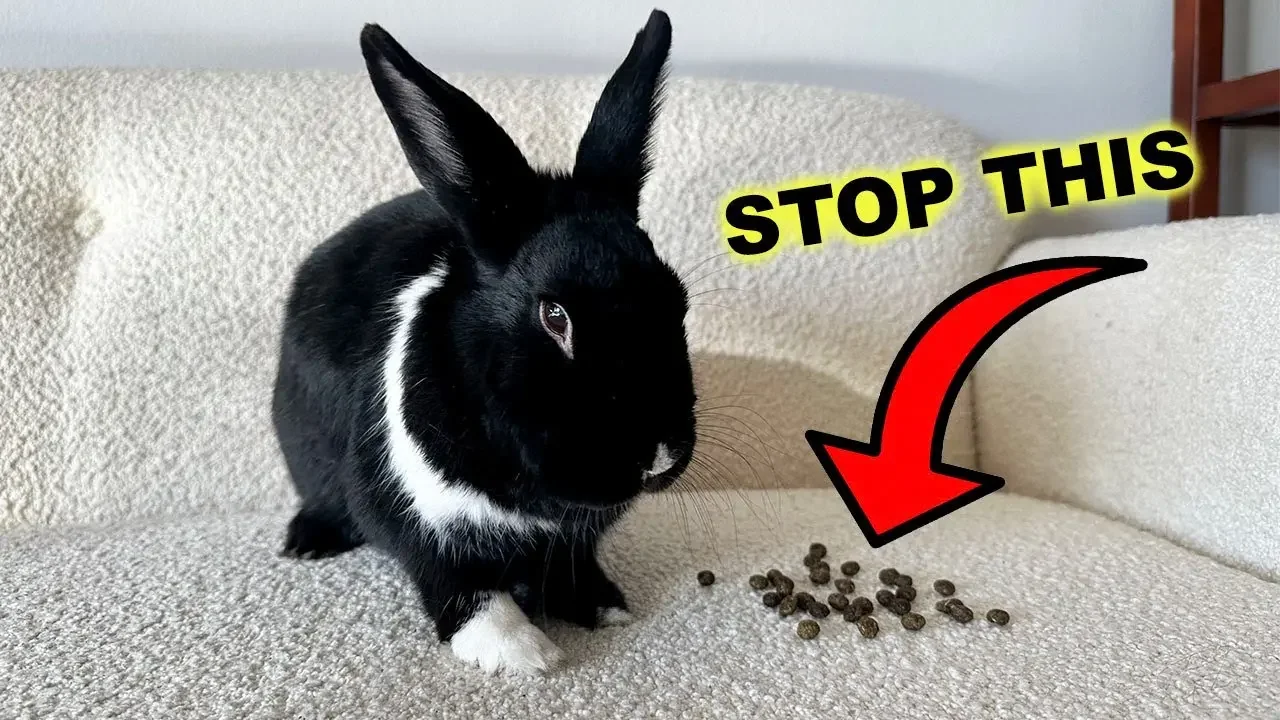 How do I stop my bunny from pooping EVERYWHERE? Videos Lennon The
