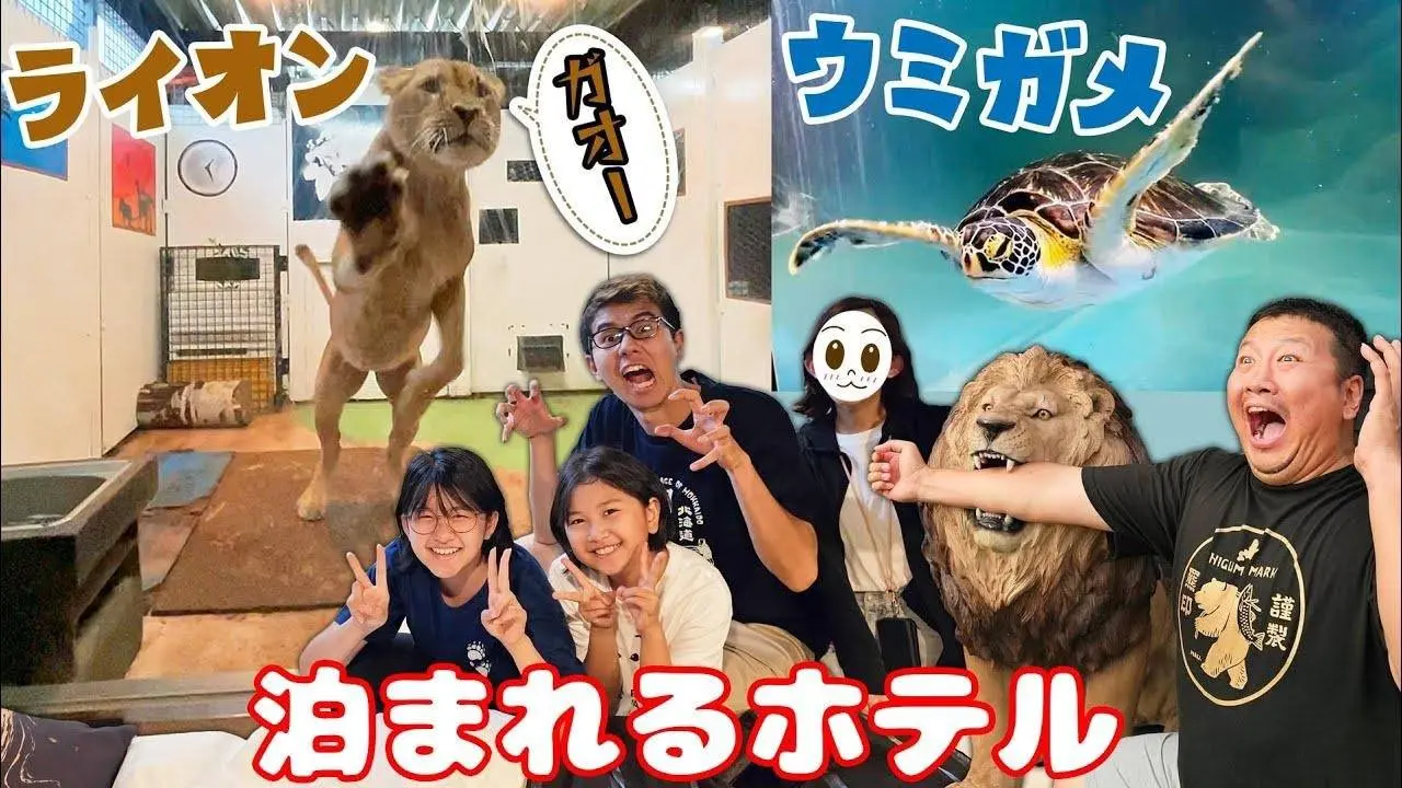 恐怖！ライオンに襲われる＞＜動物と泊まれるホテルが大迫力！！ノースサファリサッポロ⑥ゴールデンカムイ聖地巡礼！北海道家族旅行♪2023夏☆himawari-CH
