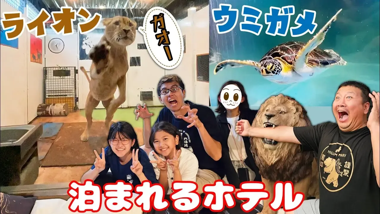 恐怖！ライオンに襲われる＞＜動物と泊まれるホテルが大迫力！！ノースサファリサッポロ⑥ゴールデンカムイ聖地巡礼！北海道家族旅行♪2023夏☆himawari-CH