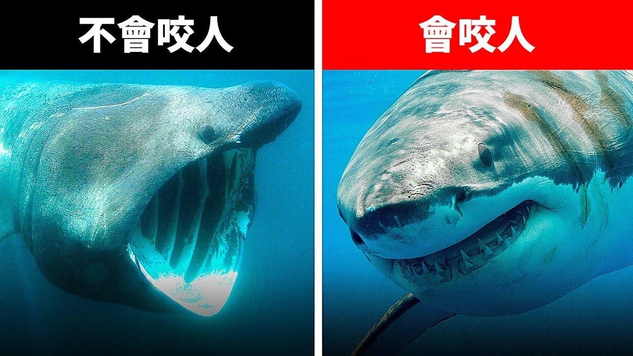 史上最神秘的海洋生物 (不是所有鯊魚都會咬人喔!)