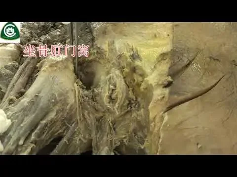 20.会阴解剖 中国医科大学 系统解剖学