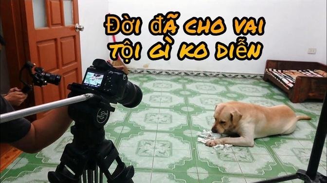 Củ Cải sắp lên truyền hình - Chó Tô từ Quảng Ninh đến chơi với Củ Cải Kim Chi