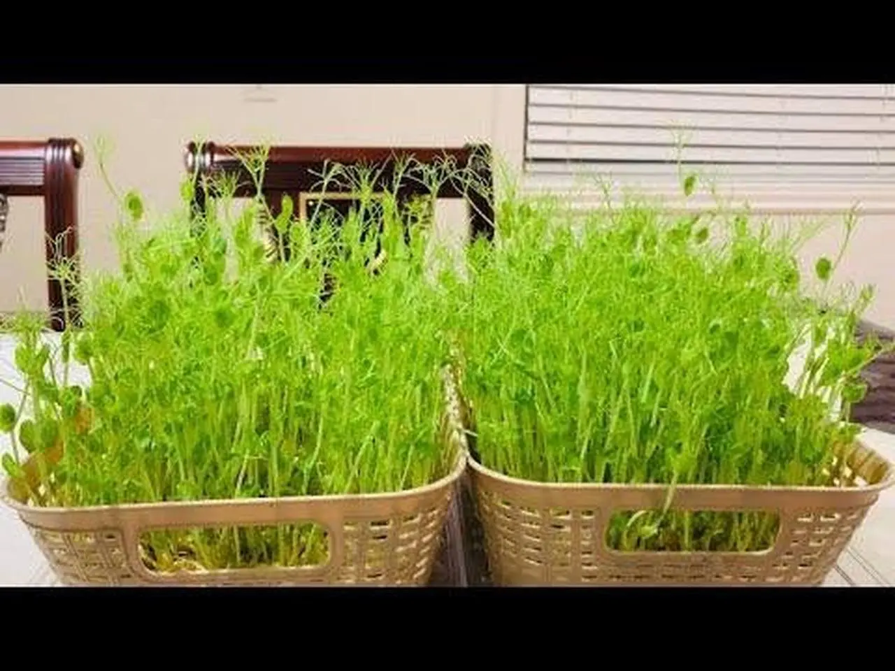 豆苗最简单的水培方法，一看就会！