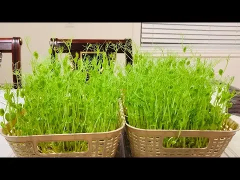 豆苗最简单的水培方法，一看就会！