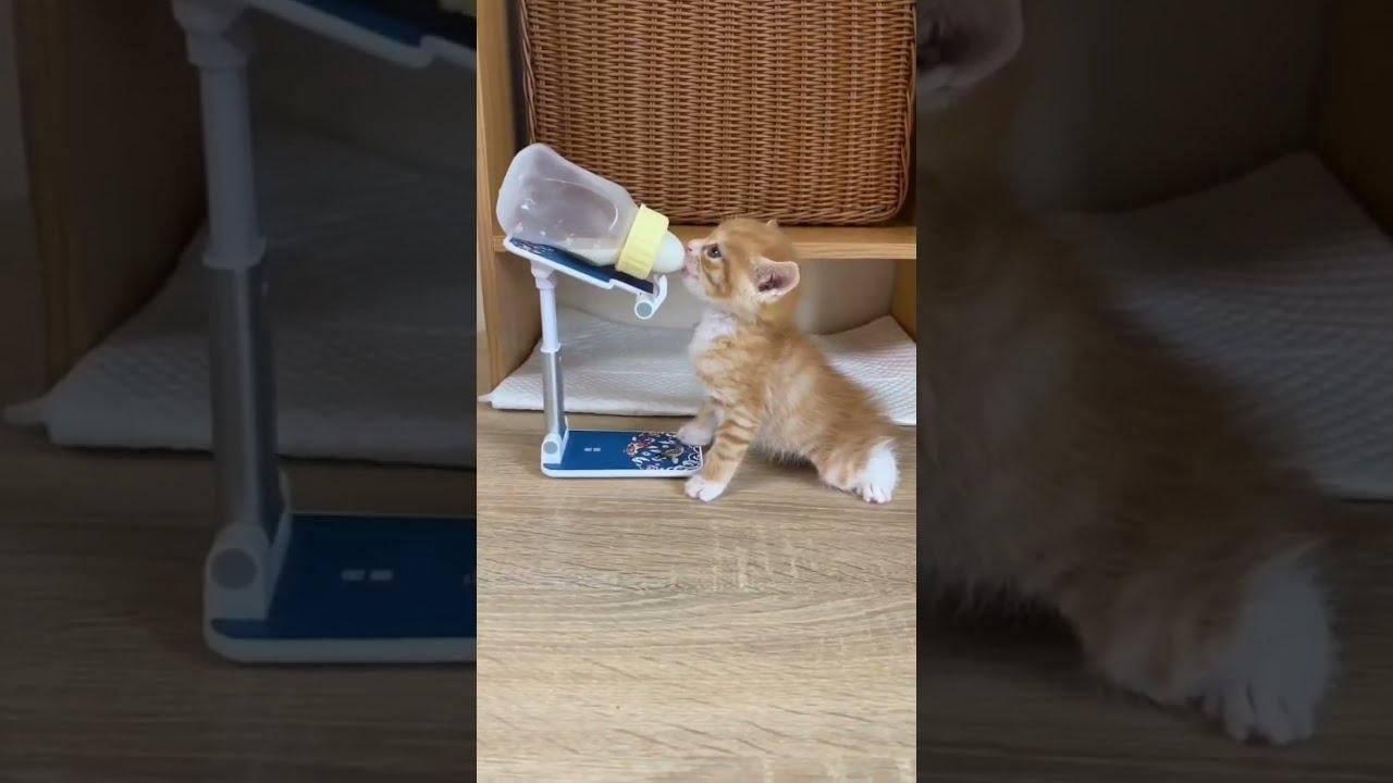 Baby Cat Feeding Milk With Botel viral pkcatsshots shorts short Baby Cat Feeding Milk With Botel viral pkcatsshots shorts short