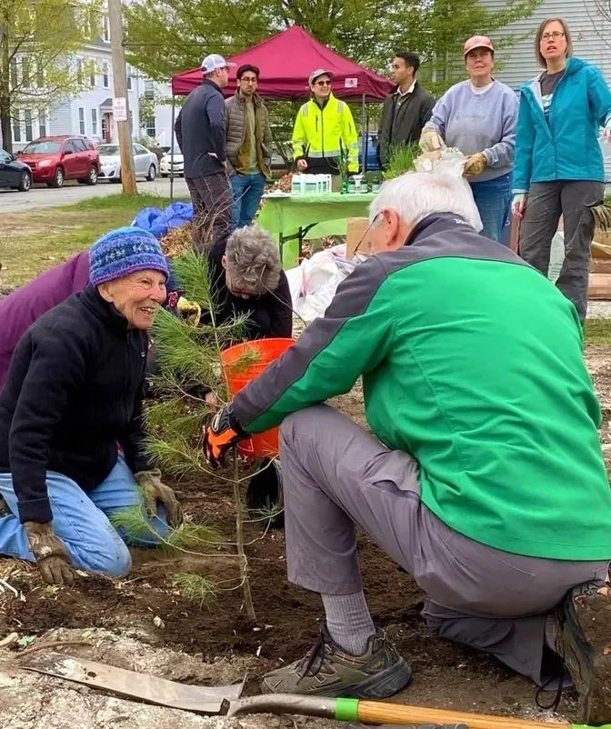 The birth of a native New England forest