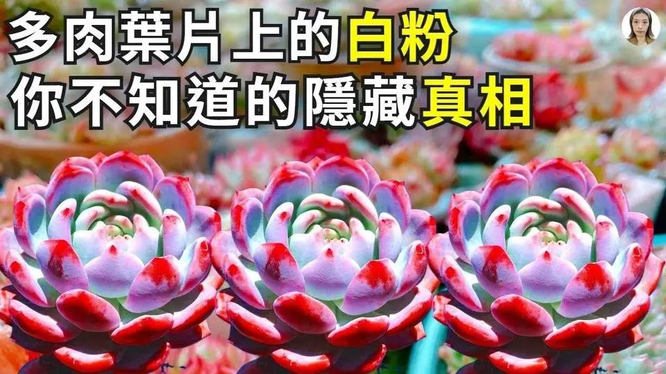 多肉葉片上的白粉，你一定不知道它的真相，看完你會深深愛上它|花花世界