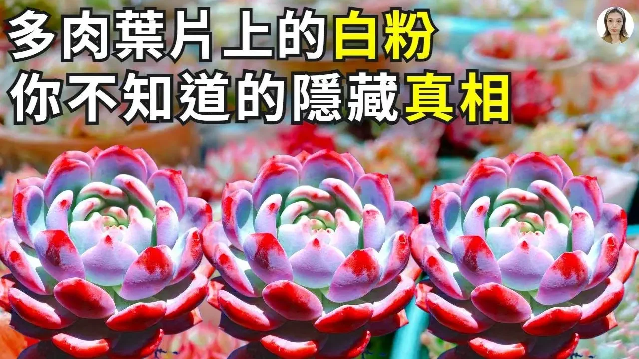 多肉葉片上的白粉，你一定不知道它的真相，看完你會深深愛上它|花花世界