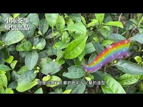 【小陳茶事】作為大紅袍的親兒子，它，一直寂寂無名，這究竟是遭遇了什麼呢？