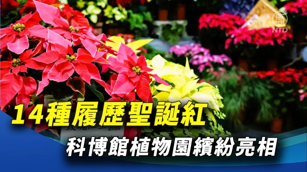 14种履历圣诞红 科博馆植物园缤纷亮相 ｜ #新唐人新闻精选