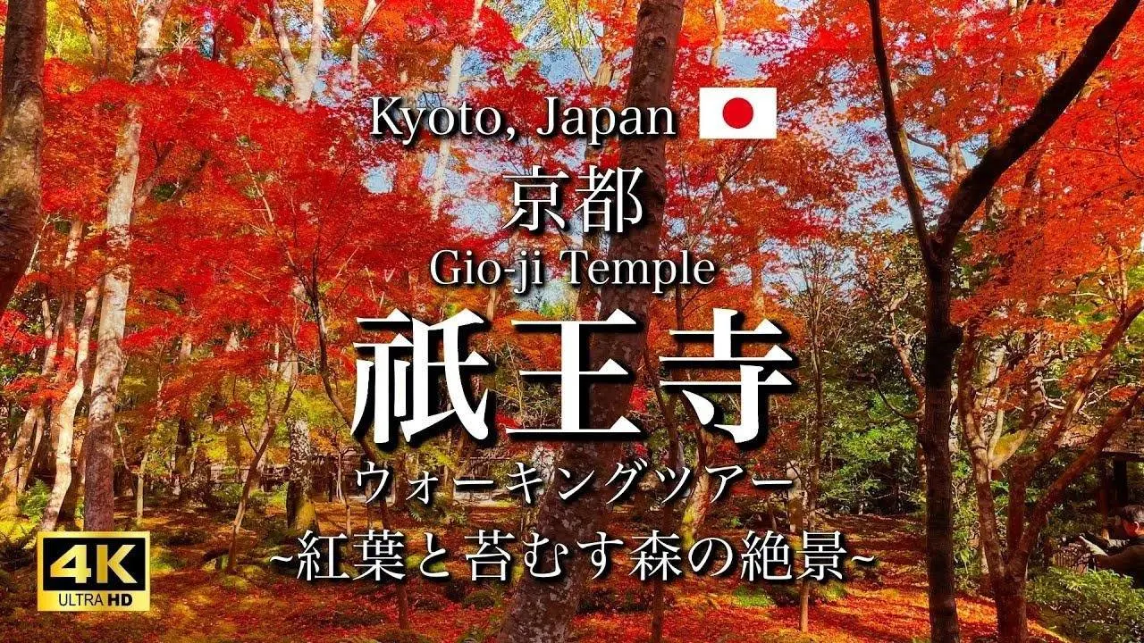 Autumn Leaves at Gioji Temple in Kyoto, Japan | Beautiful scenery of moss and autumn leaves [4K]