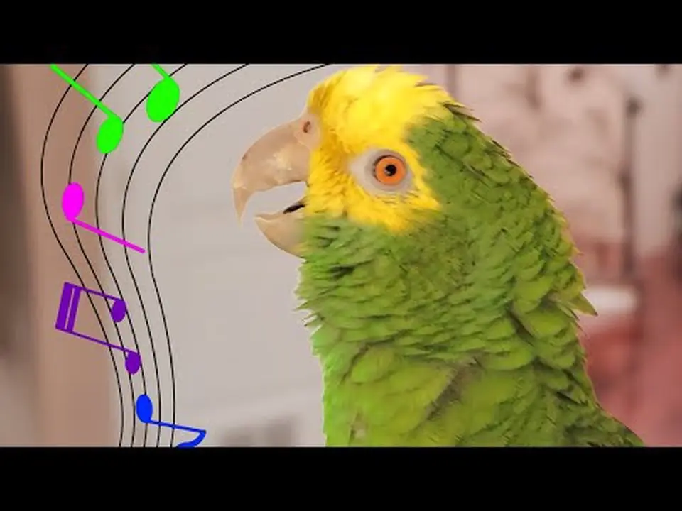 My Amazon Parrot SINGS 🎼 "Somewhere Over The Rainbow"